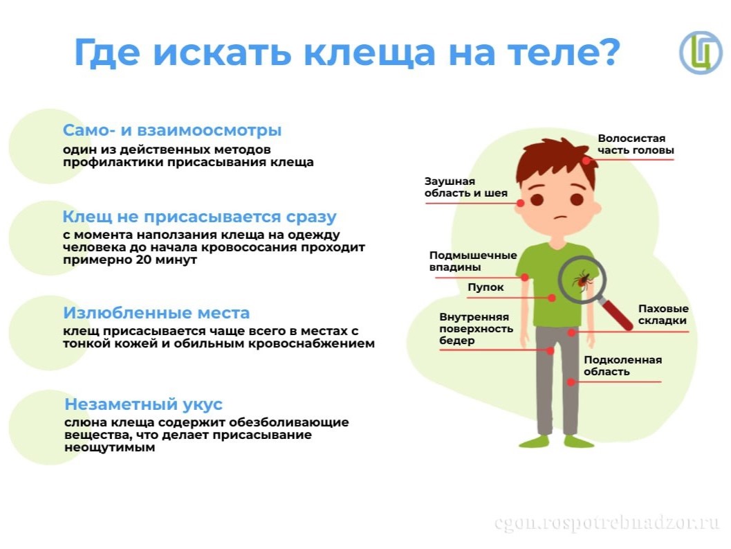 Клещи являются переносчиками природно-очаговых инфекционных заболеваний.