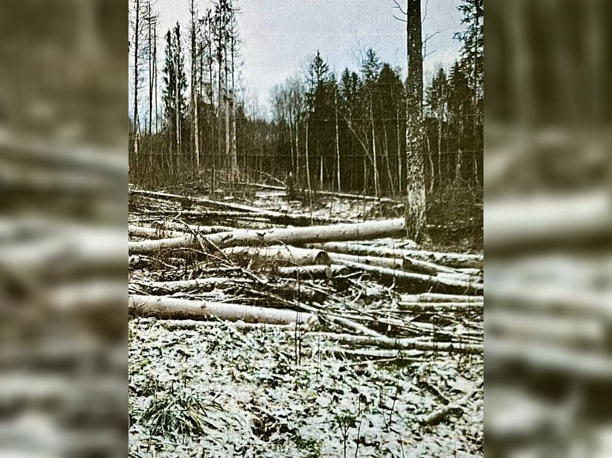В Печорский суд поступило дело о незаконной вырубке леса в особо крупном размере.