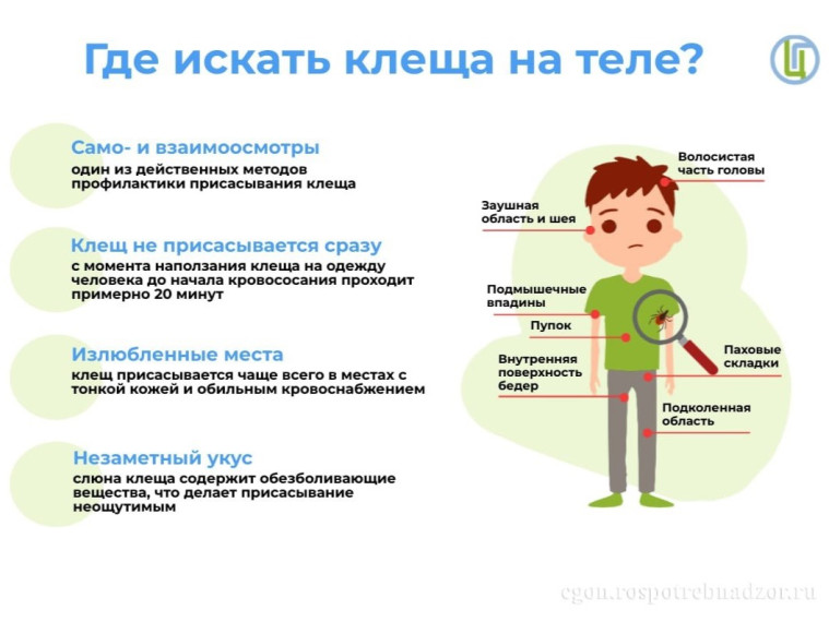 Клещи являются переносчиками природно-очаговых инфекционных заболеваний. Клещи являются переносчиками природно-очаговых инфекционных заболеваний.